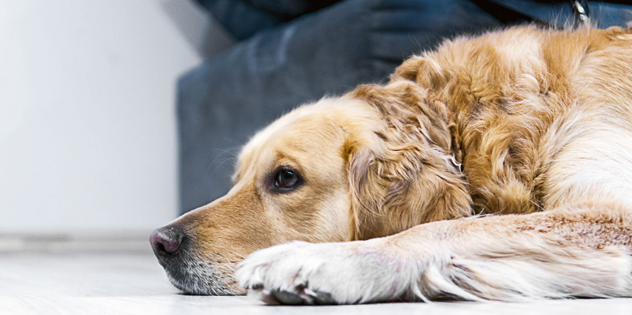 odkurzacz z mini turbo szczotką do usuwania sierści zwierząt Hoover Athos AT70 AT30011