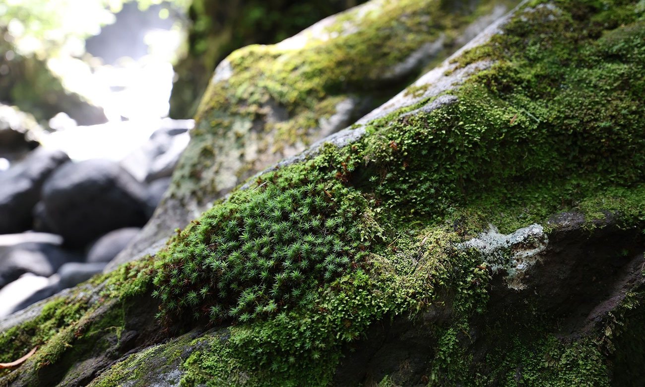 Canon EOS R10 + Obiektyw RF 24mm f/1.8