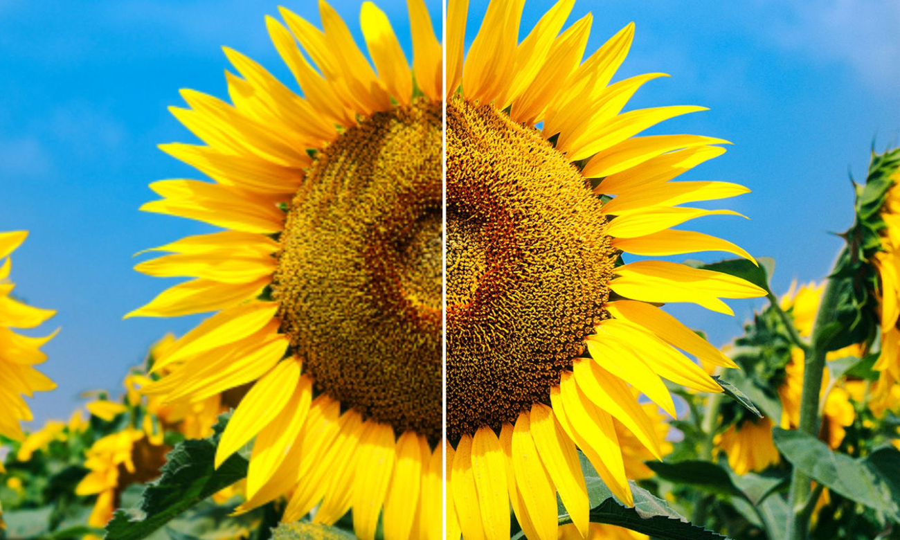 Telewizor UHD Sony KD-43XD8005 43 calowy