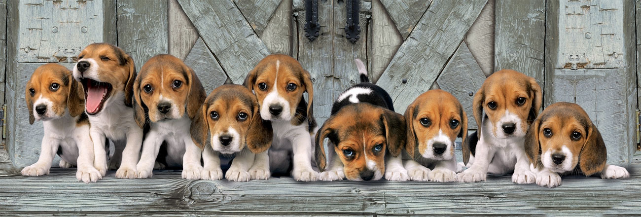 Puzzle Clementoni Panorama HQ Beagles 39435