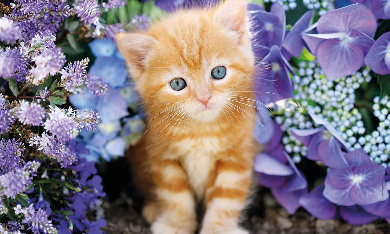 Clementoni Puzzle HQ Gattino rosso 30415