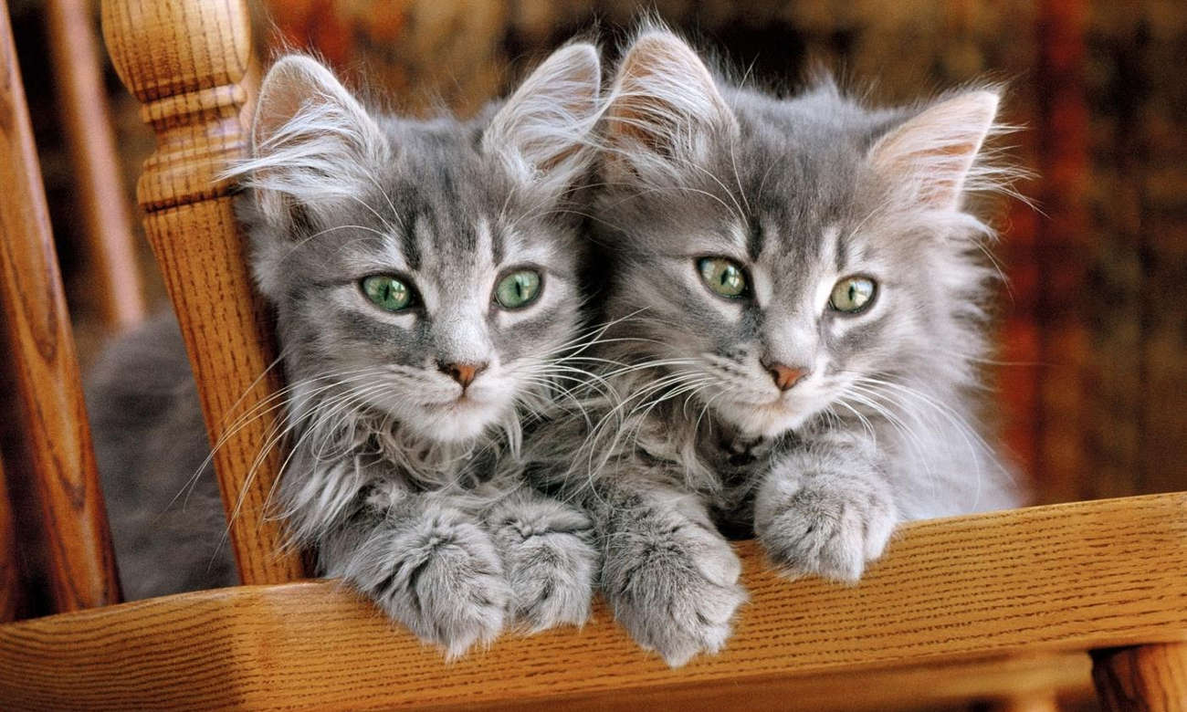 Clementoni Puzzle HQ Kittens 30545
