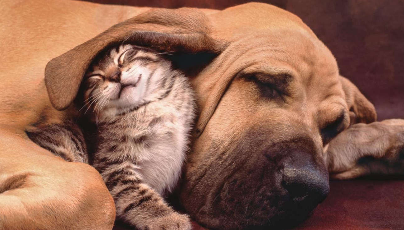 Clementoni Puzzle HQ Cuddles 35020