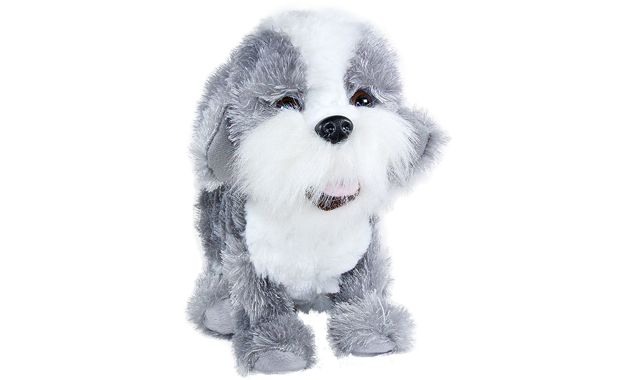 Madej Mądry szczeniaczek Figo Shih Tzu